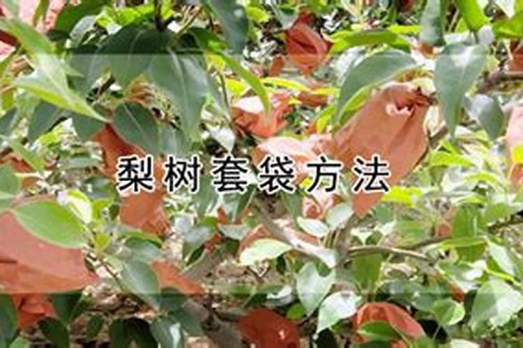 梨树打什么药果子白漂亮