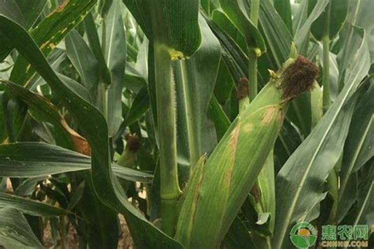 给花喂点黄金水,像打了兴奋剂,大过年开成大花球!