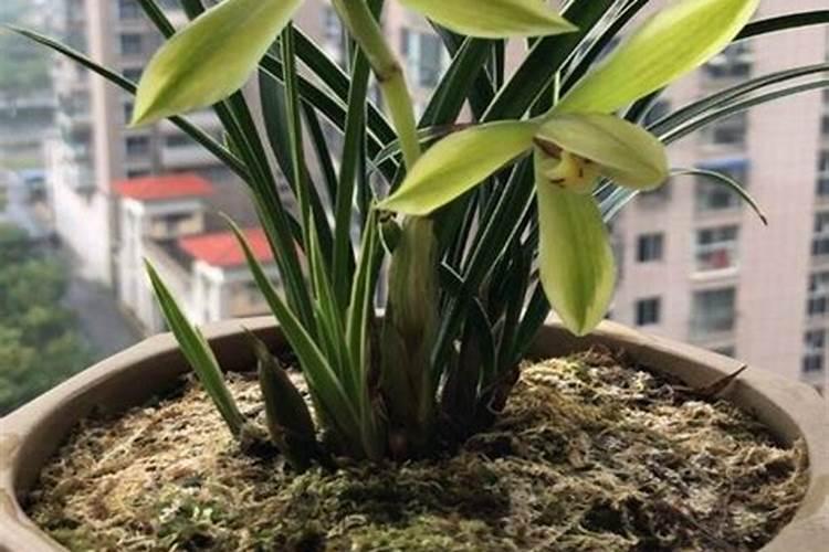 兰草花用什么肥料最好