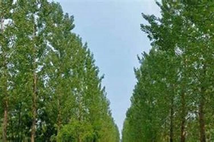 杨树怎样施肥才能长的又快又好？