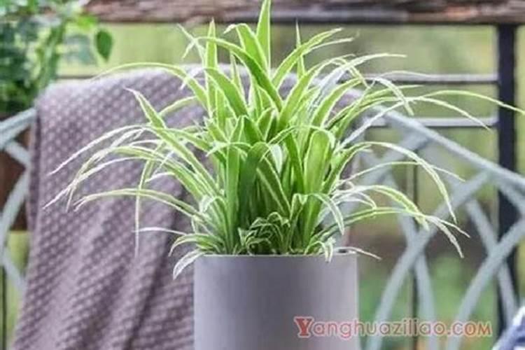 南瓜为什么不开花