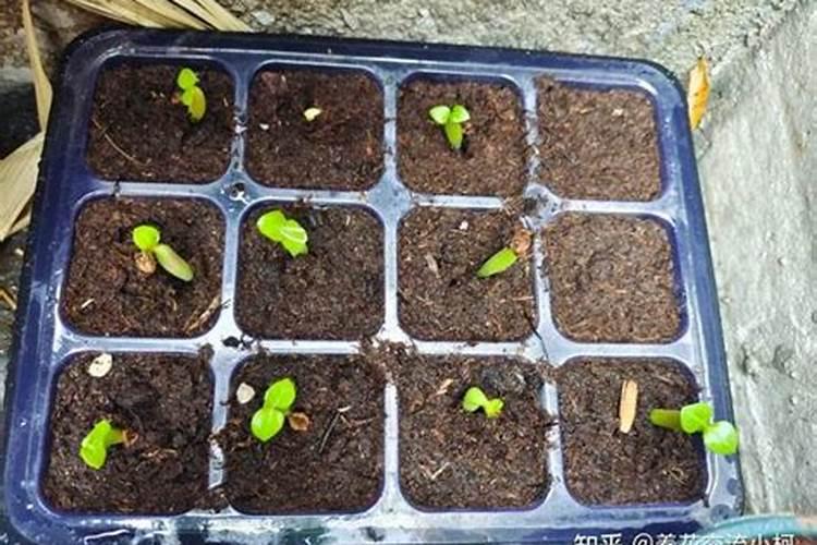 四季红枫种子种植方法