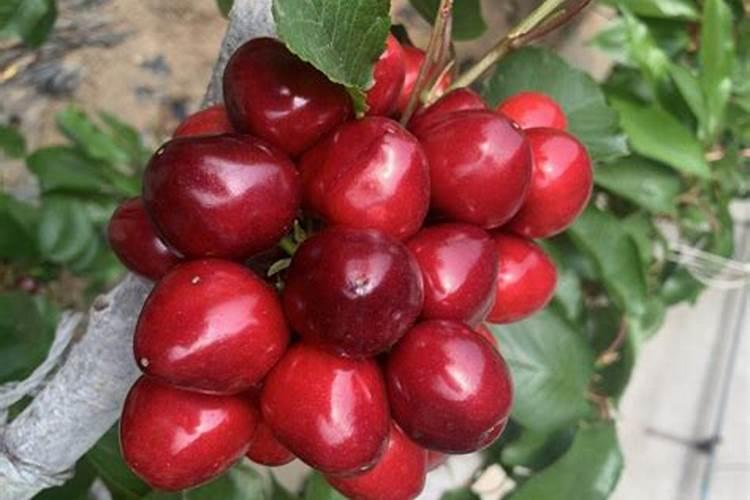 樱桃种植施肥需要注意什么 樱桃怎么种植比较好