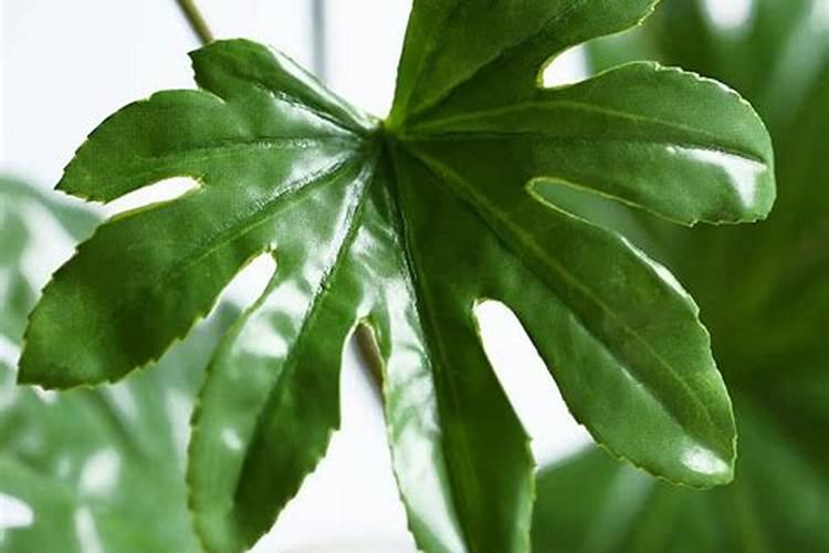 10年樱桃树用多少生根粉移栽？