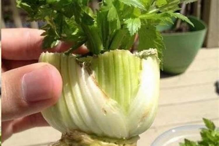 我的水培植物黄了怎么办？