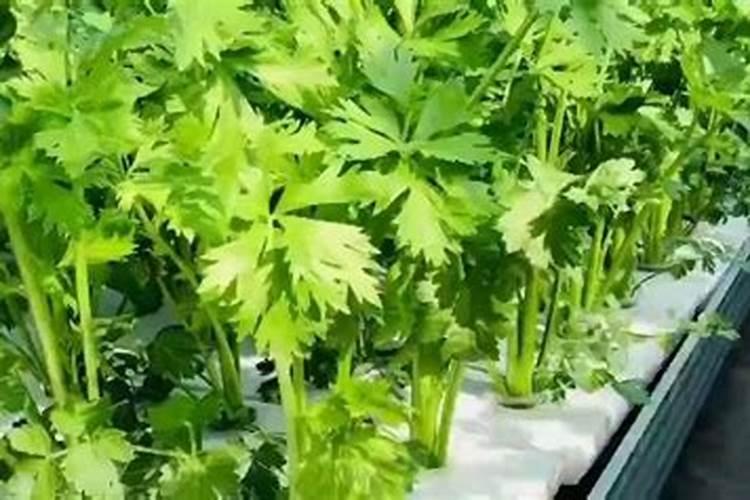 水培植物叶子黄了怎么办