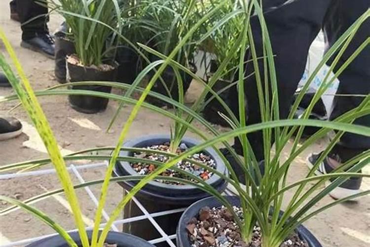 芸苔素的基本信息