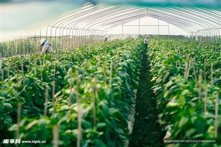 摘辣子浇定根水要浇什么药