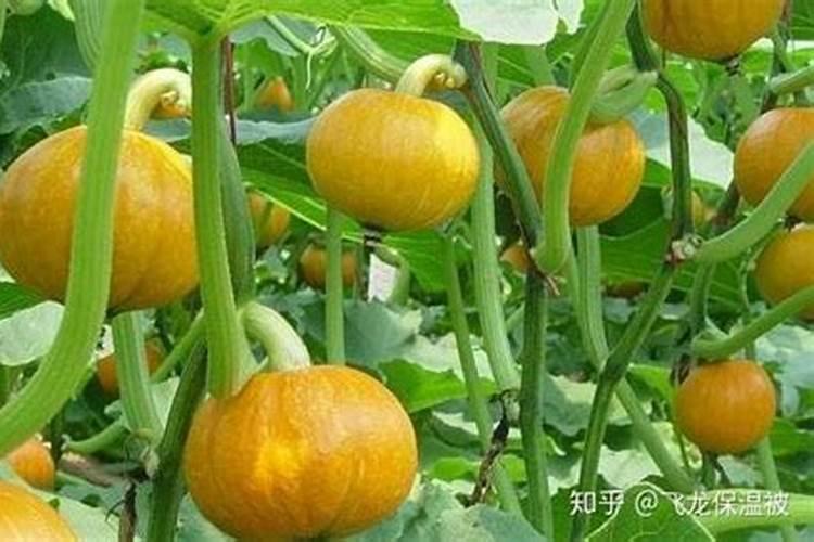 蜜本南瓜种植技术与管理