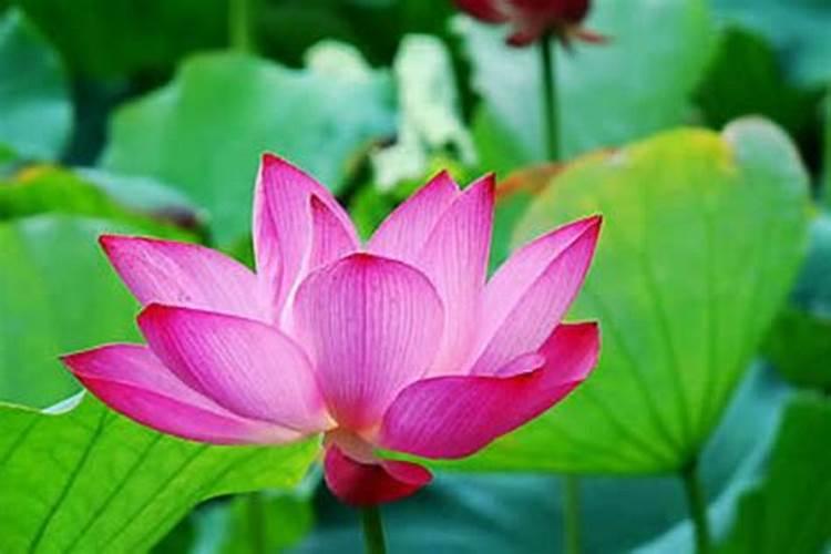 缸养荷花怎么施肥 缸养荷花如何施肥