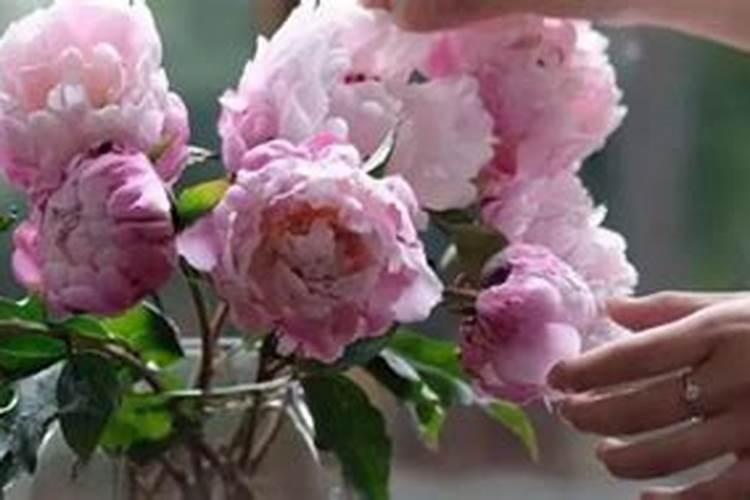 牡丹花怎么施肥