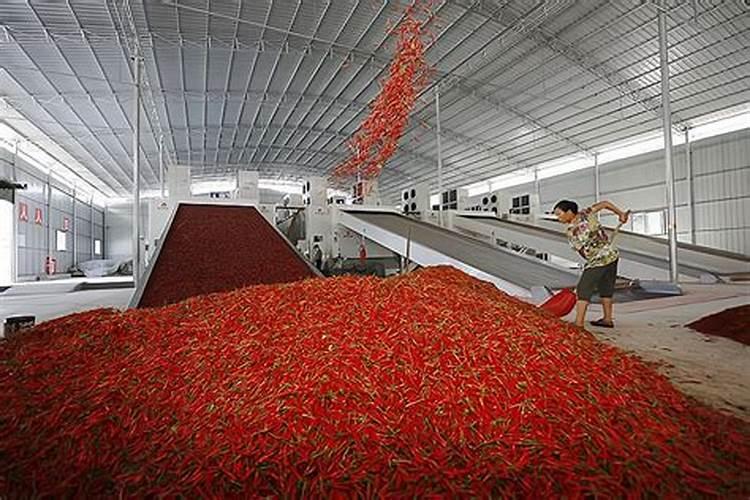 工业辣椒种植技术及产量