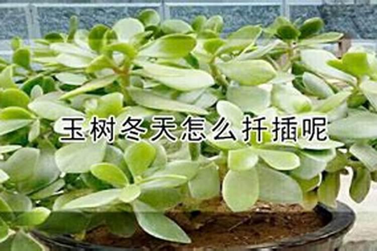 玉树冬天怎如何种植 玉树冬天怎么种植