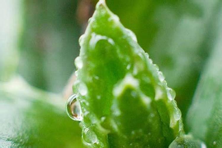 芦荟用什么肥料长得快,怎样养大养胖？