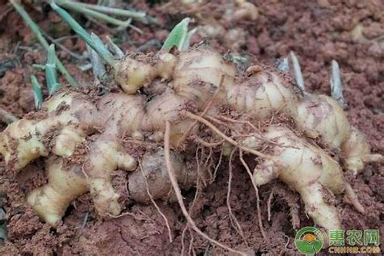 生姜种植用什么肥料最好