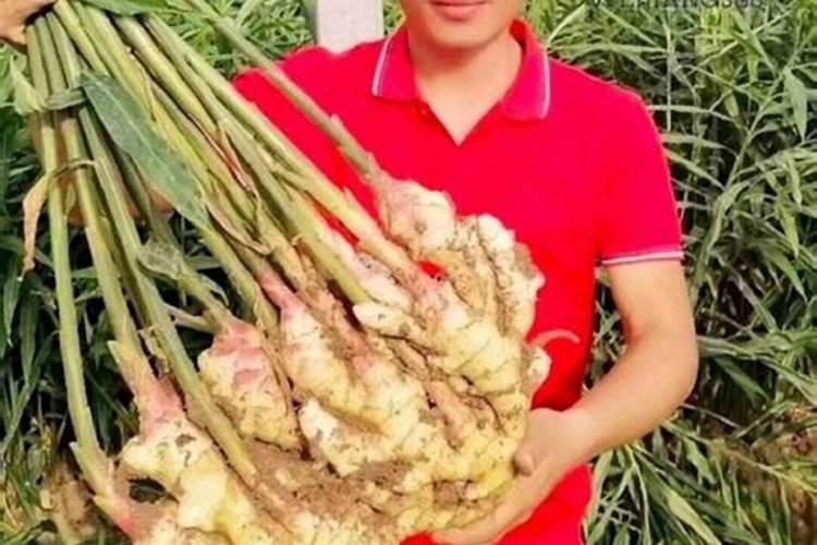 生姜用什么肥料才高产 附施肥方法
