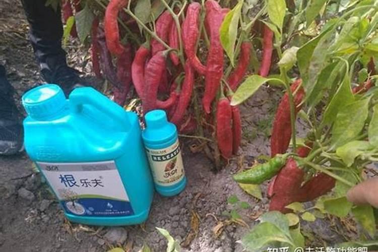 辣椒种植过程施肥情况