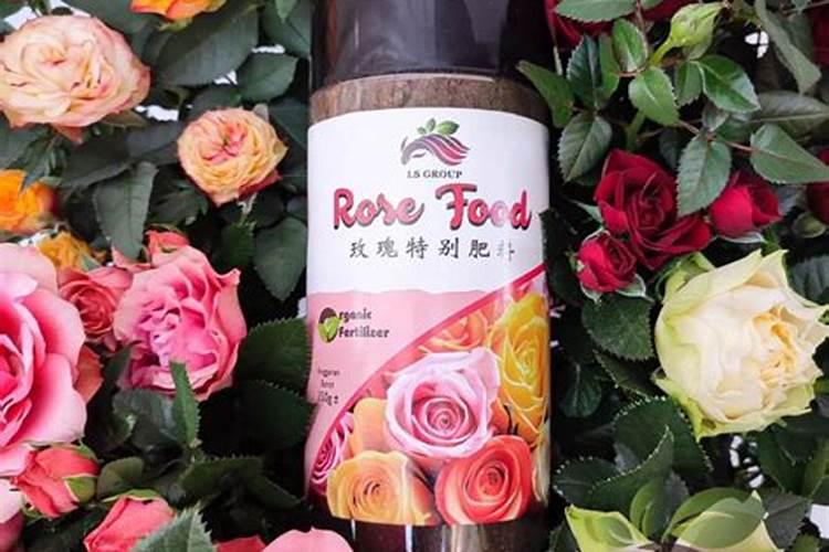 玫瑰花多久浇一次水 注意事项有哪些