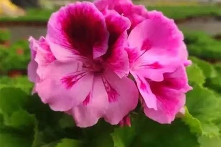 蝴蝶梅养殖方法与技巧