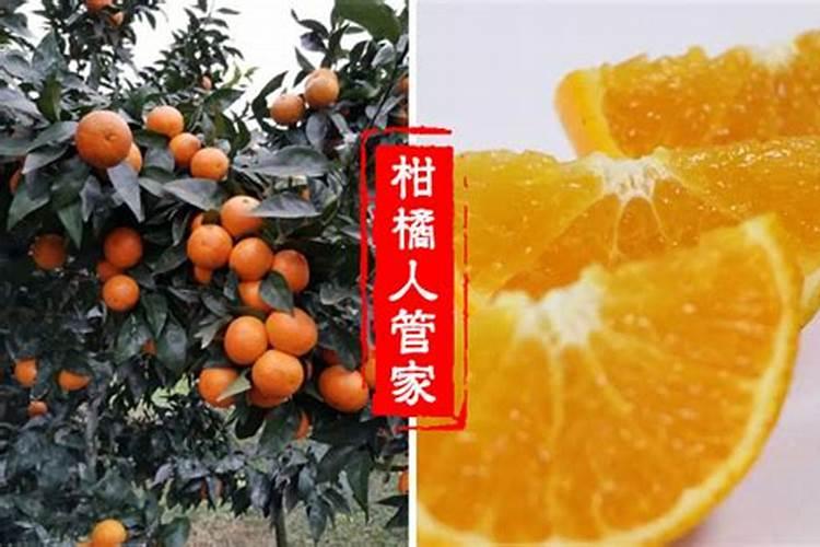 刚种植的沃柑树苗,多久可以浇粪？