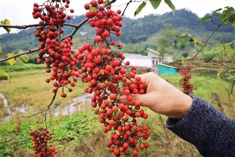 山桐子树的栽培技术