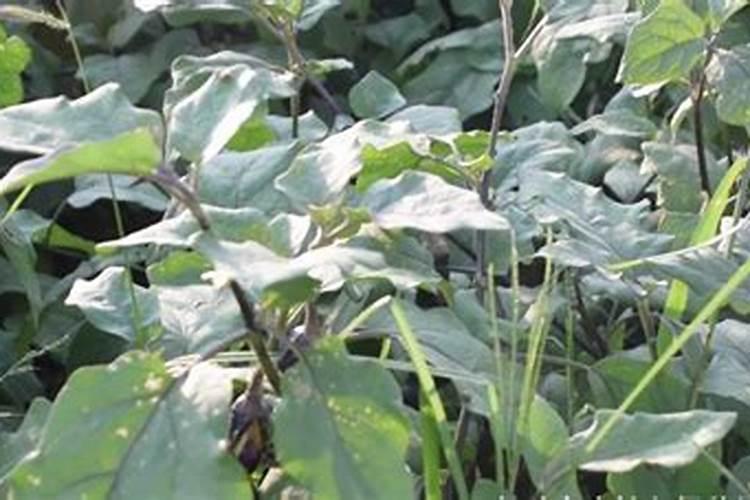 茄子施肥用哪种肥料好？