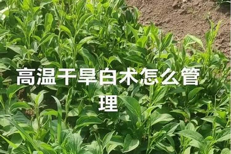 夏季兰花如何施肥