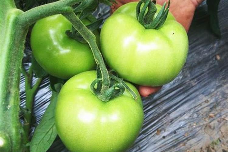 大棚西红柿啥时期冲施高磷肥？