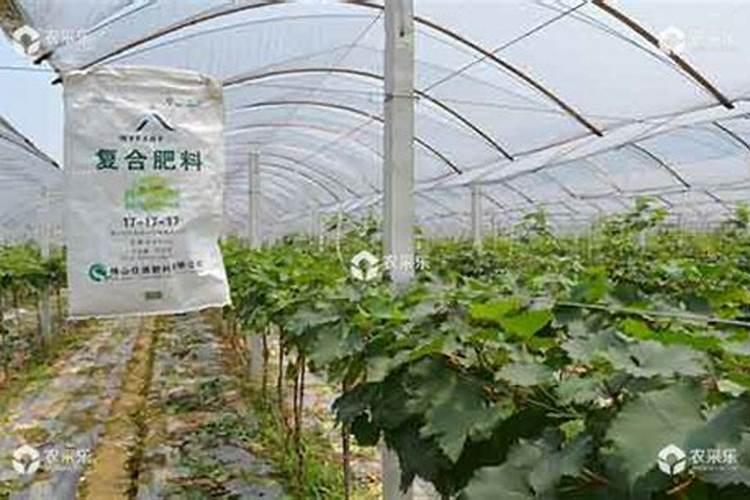 红宝石葡萄高产栽培技术 怎么施肥