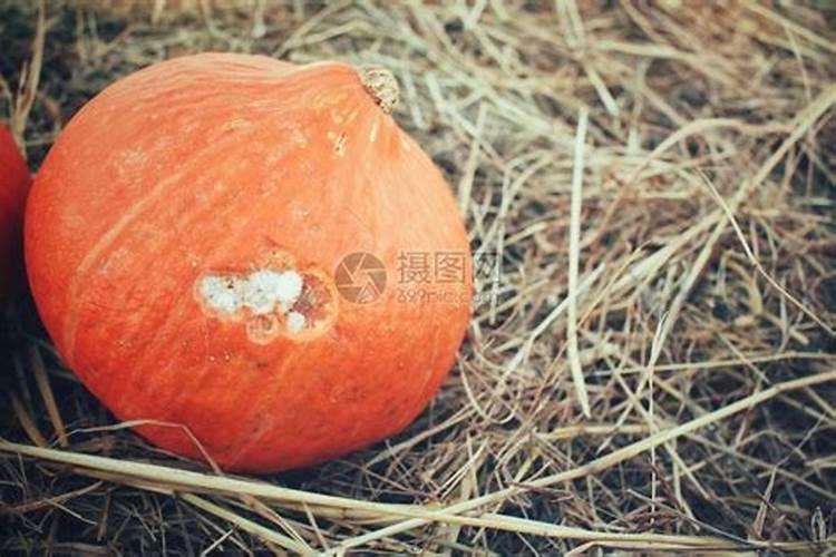 南瓜烂了可以沤成花肥吗