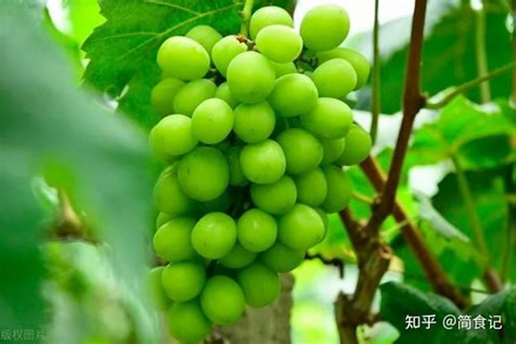 碳酶海藻鱼蛋白什么时候使用最好
