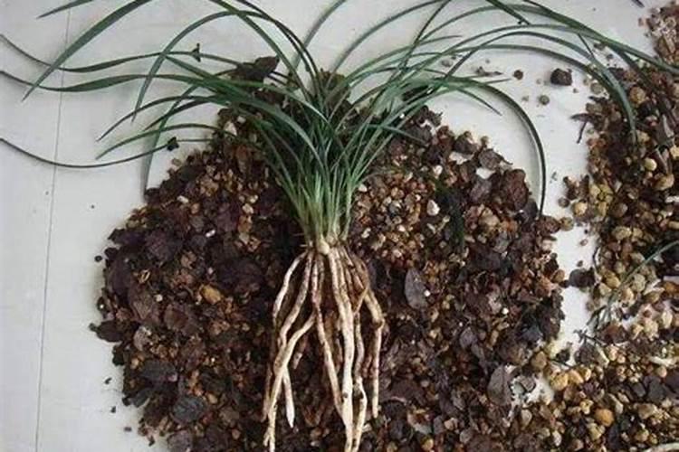 兰花什么时候施肥最好,兰花施肥用什么肥最好(氮磷钾肥)