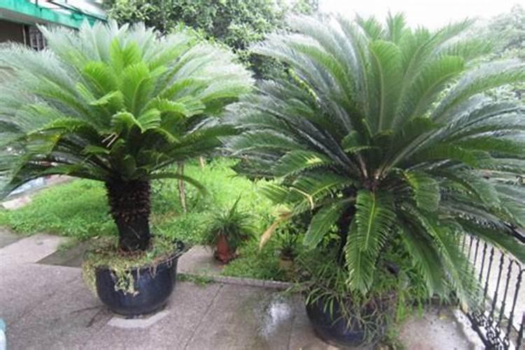 铁树根部有虫怎么办施点啥肥料好一点