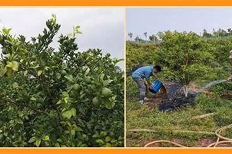 柑橘膨果期用什么肥料好？膨果期追肥用什么肥？柑橘专用叶面肥!百度...