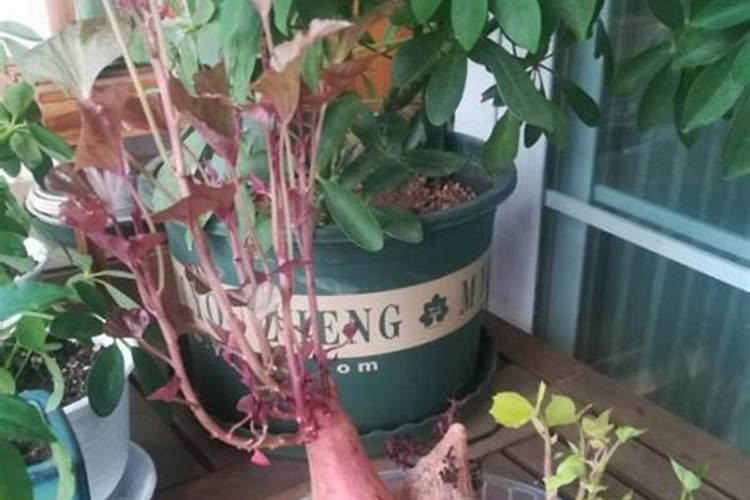 恶霉灵芸苔素在西瓜上的应用技术