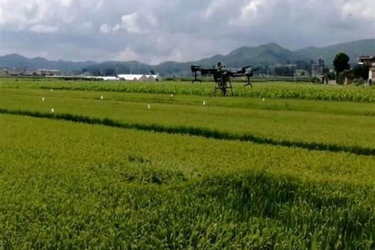 水稻开口不灌浆怎么办