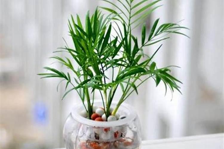 西瓜五斤了能喷芸苔素和磷酸二氢钾？