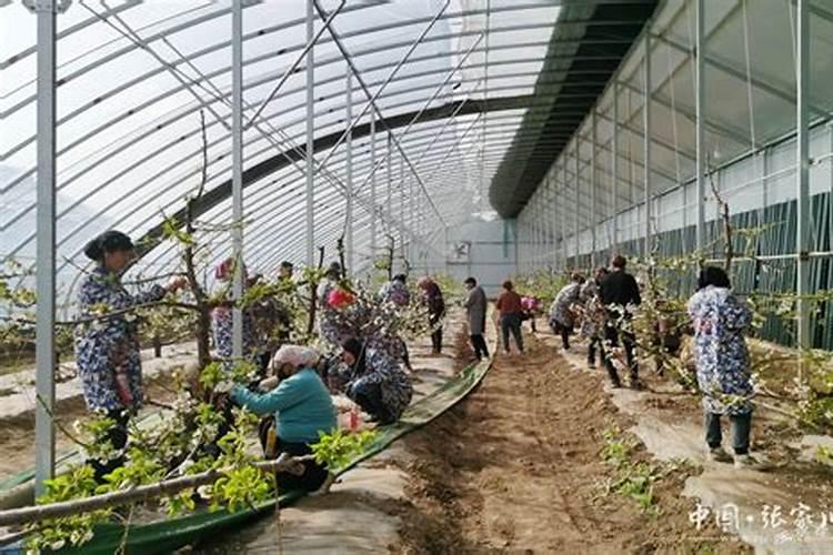 大棚种植甜樱桃总掉果子,如何提高坐果率？