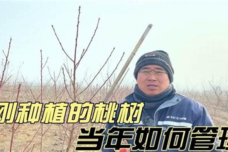 桃树刚挂果,适合浇水施肥吗