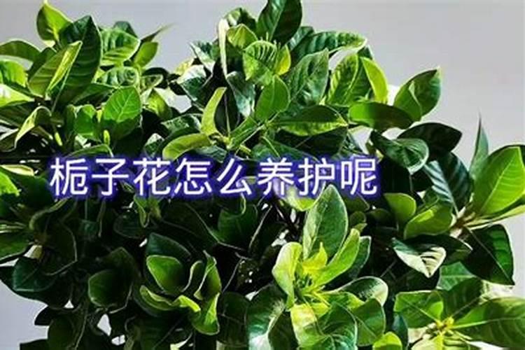 栀子花花苞期怎么施肥