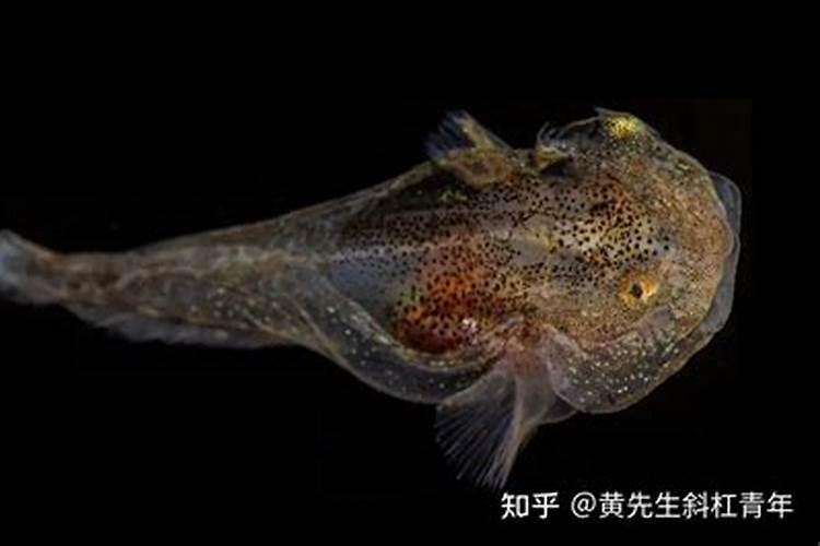 绿悠悠是什么意思？