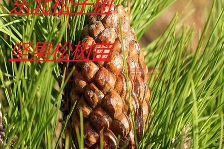 给50年的红松施肥用什么肥料最好每一棵树施多少肥