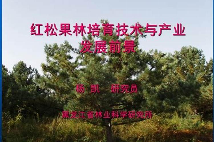红松如何施肥
