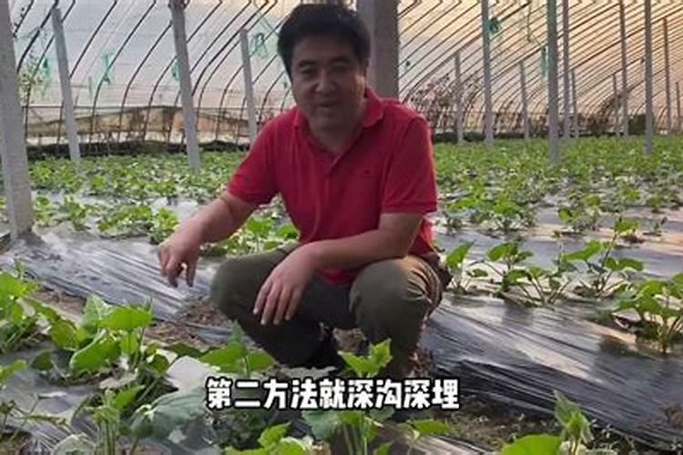 施用有机肥要注意什么