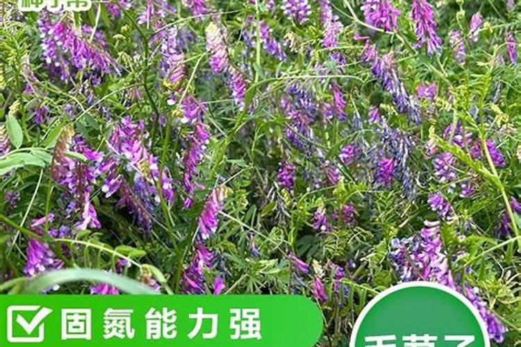 一亩绿肥相当于多少斤氮肥