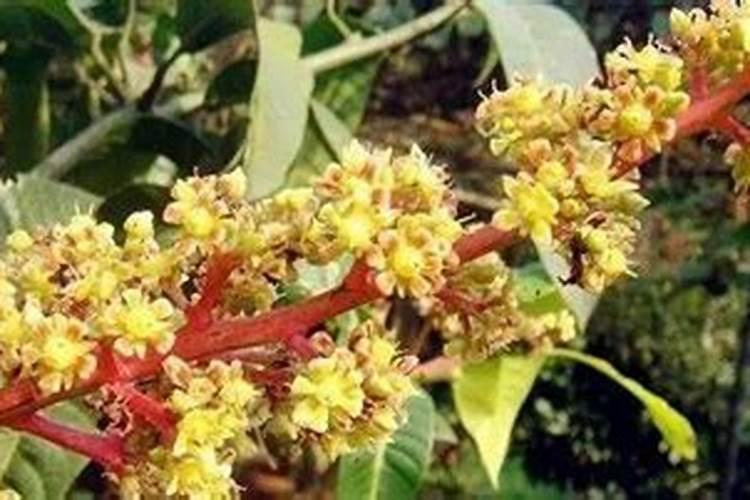 芒果开花期如何管理授粉(芒果花期栽培与管理技术要点)