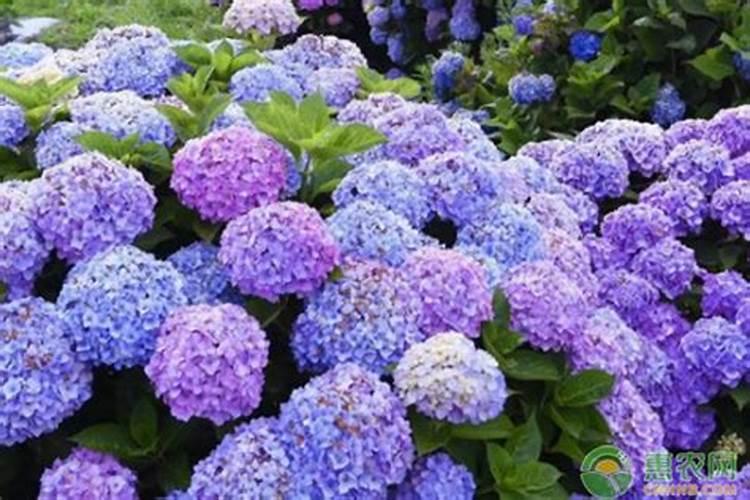 花卉追肥要怎么追