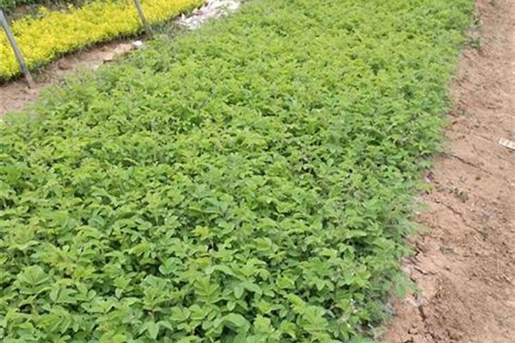 豆饼肥料的使用方法