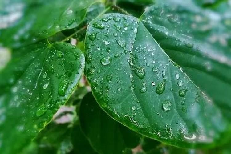 叶面肥打多久不怕下雨
