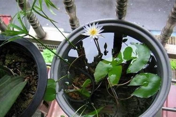 盆栽睡莲施什么肥最好